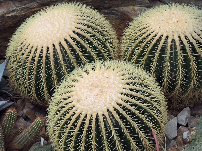 Foto von drei runden Kaktus-Pflanzen mit spitzen Dornen