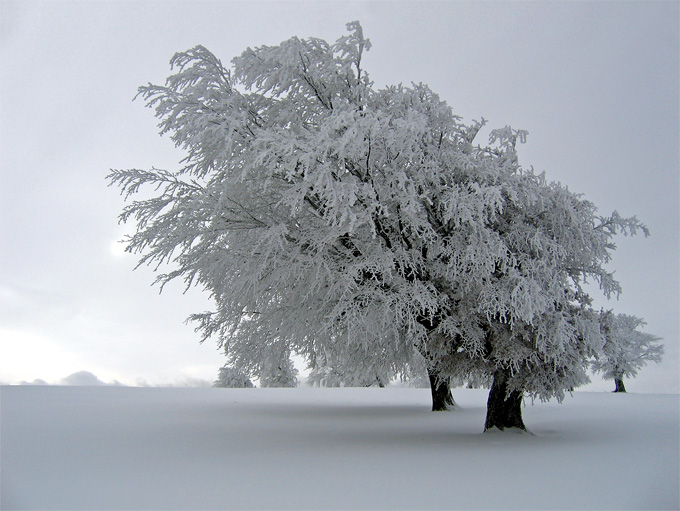 Schiefer Baum im Winter